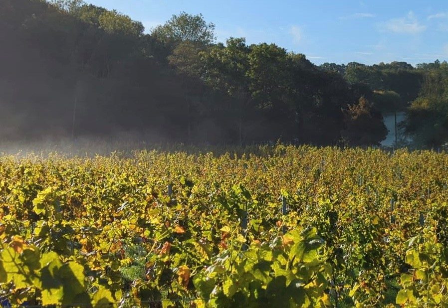 October mist over the vines