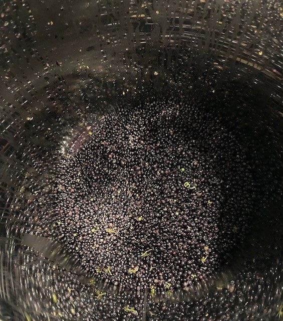 Harvest grapes