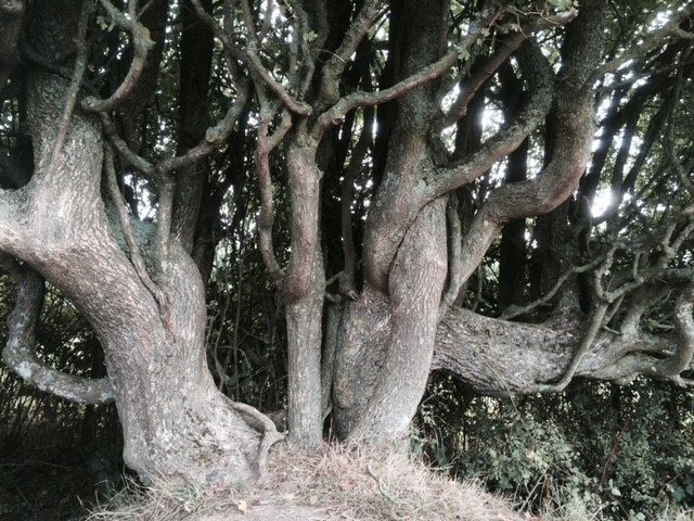 The Old Hornbeam