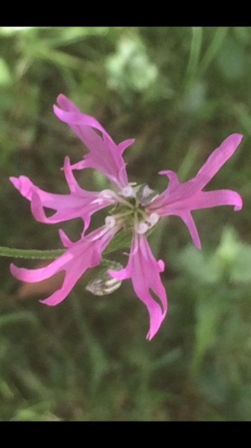 Wild Orchid