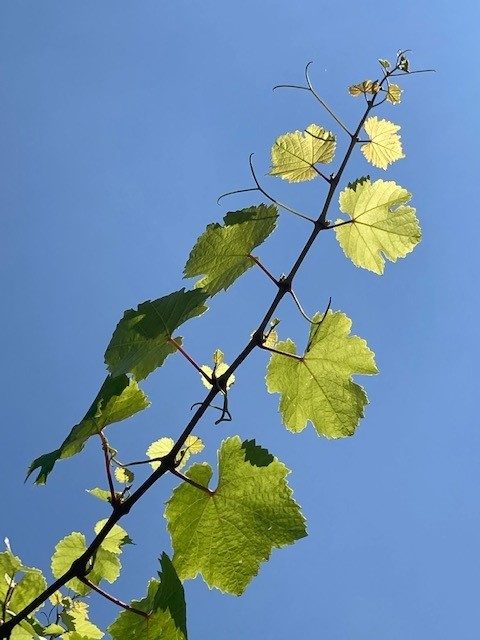 New growth on the vine